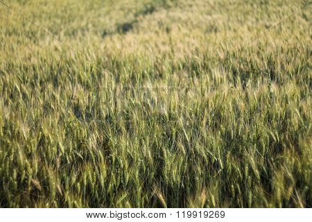 Wheatfield