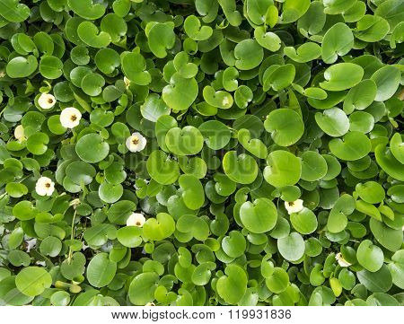 Water Hyacinth cover a pond