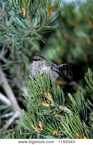 Bushtit Psaltriparus Minimus 1