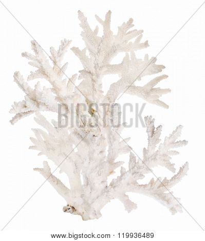 large light corals isolated on white background