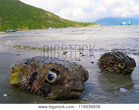 Fugu Fishes On The Beach.