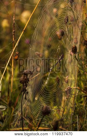 Orb Weaving Spider