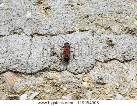 The Red Bugs