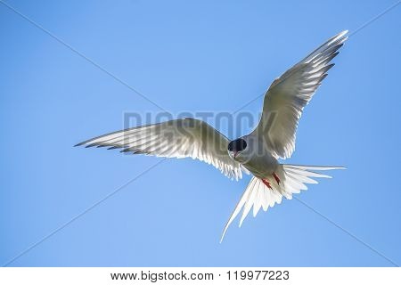 Arctic Tern Flying
