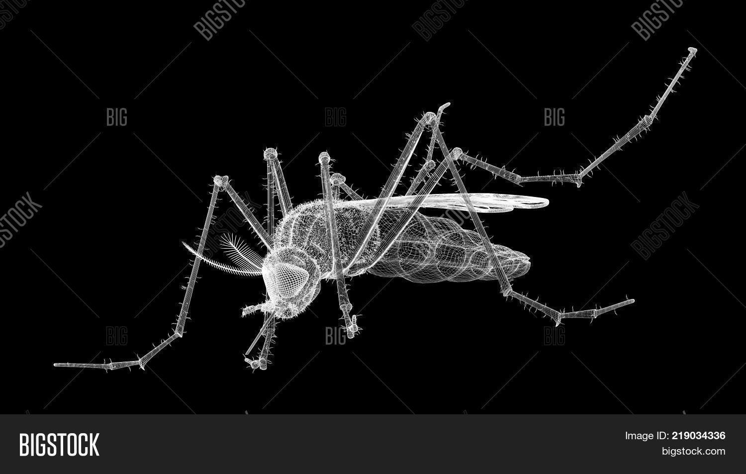 Gnat Body Structure Image & Photo (Free Trial) | Bigstock