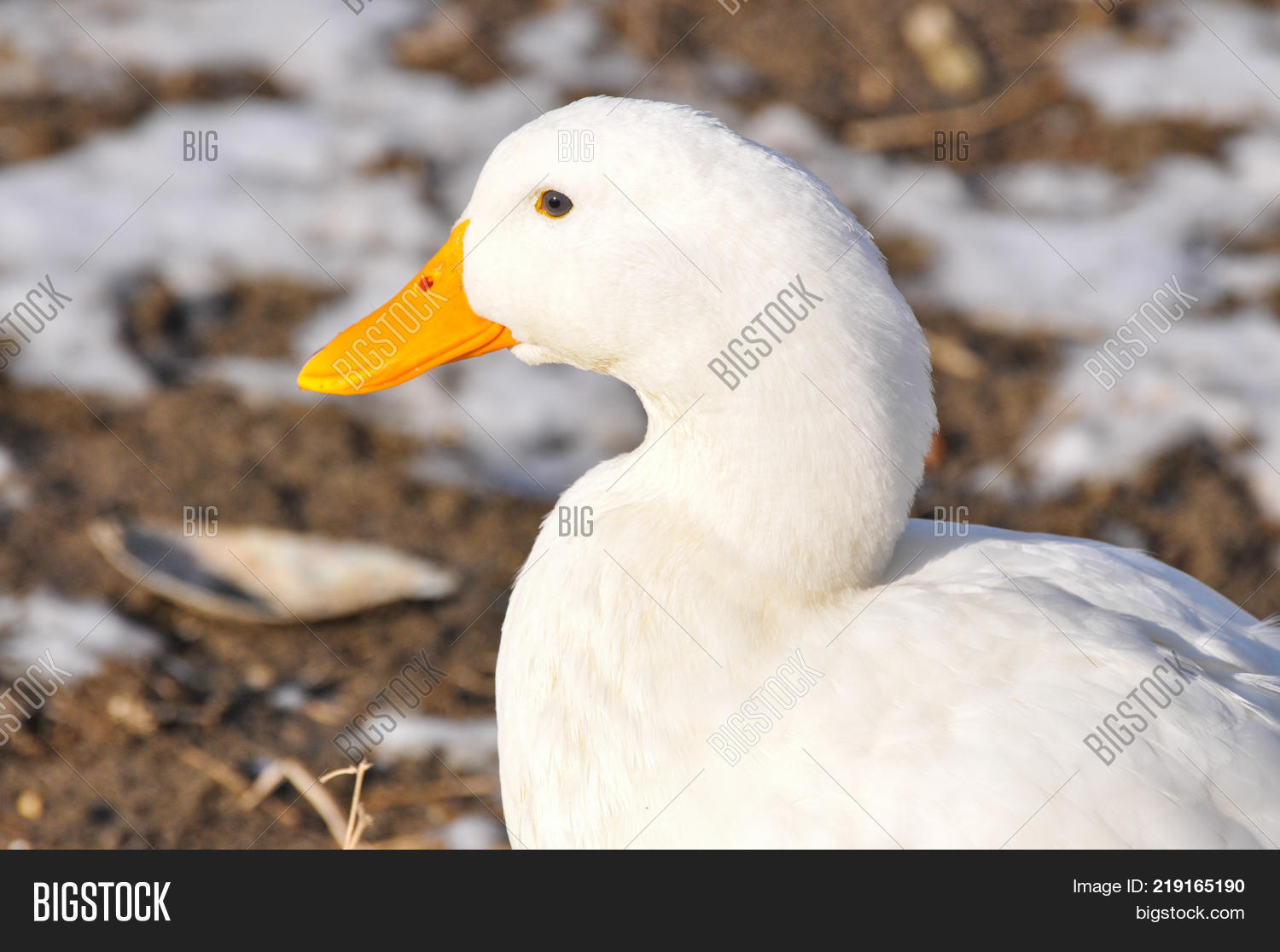 White Male Call Duck, Image & Photo (Free Trial) Bigstock