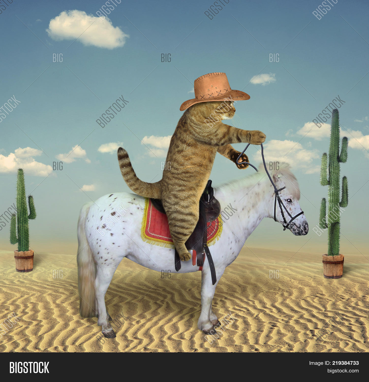 Cat Cowboy Riding Image & Photo (Free Trial) | Bigstock