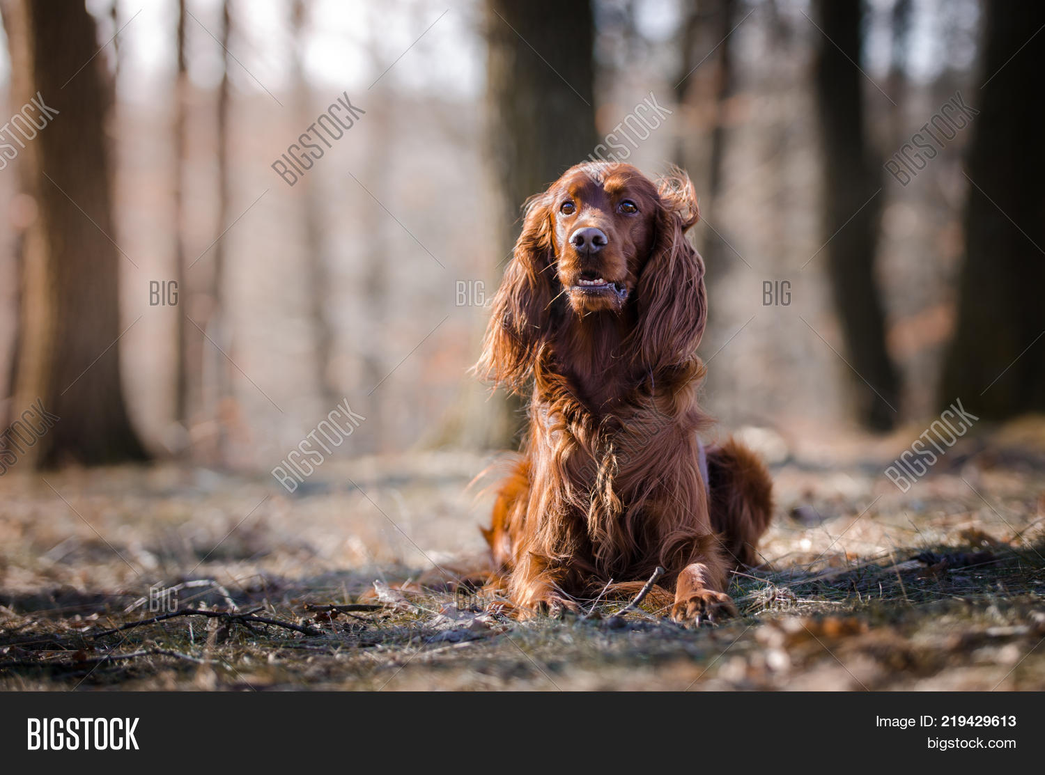 Irish Setter Hound Image & Photo (Free Trial) Bigstock