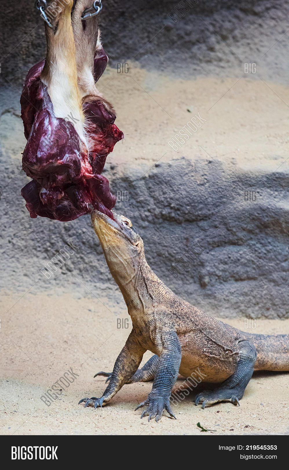 komodo dragon eats image photo free trial bigstock