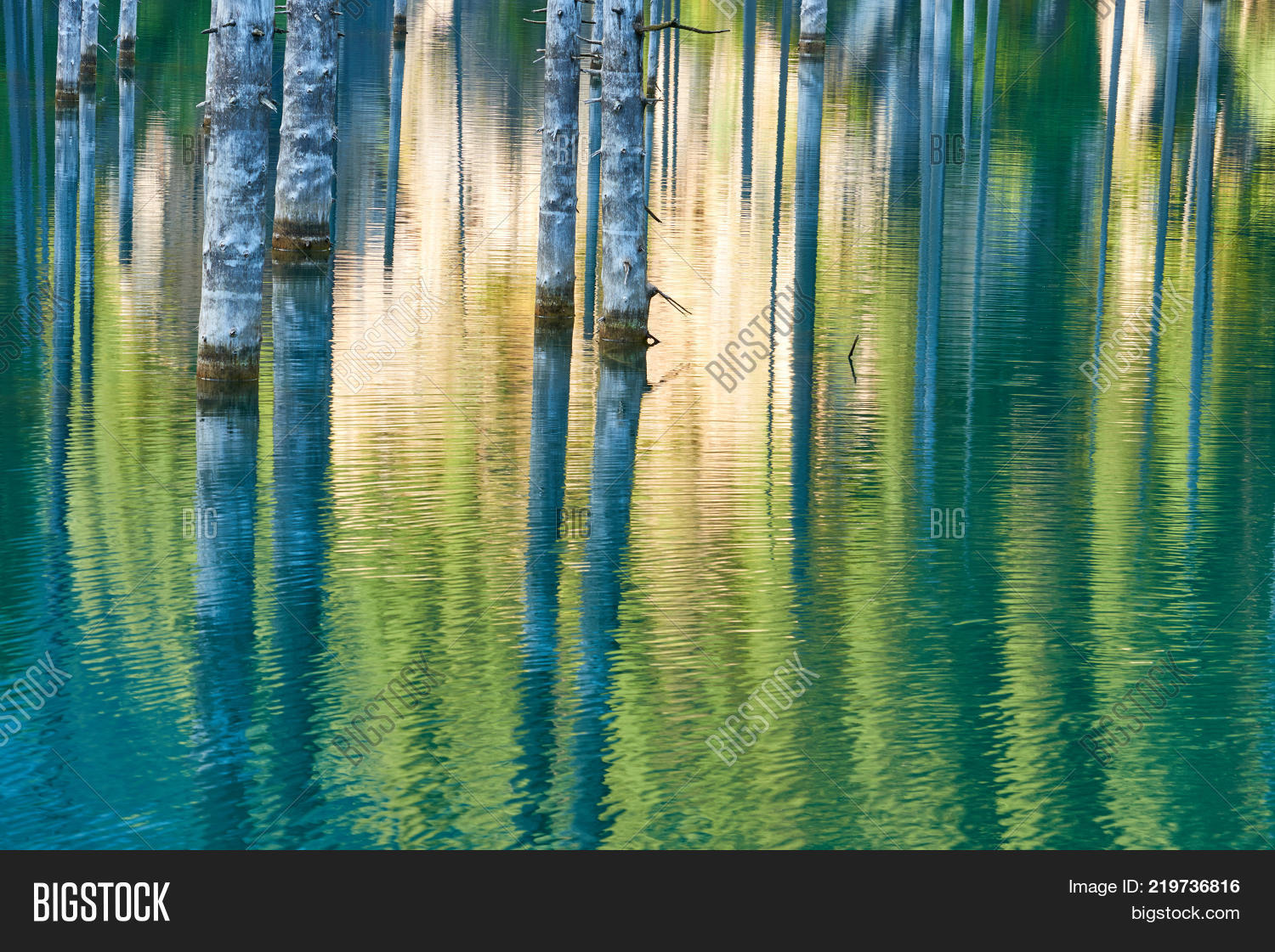 Tree Reflection Background Reflection Trees On Image & Photo (Free Trial) | Bigstock