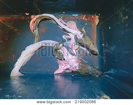 Selling Fresh Killed Fish In Plastic Box. Plastic Box With Bloody Water, Wet Box