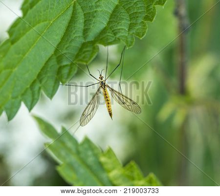Crane Fly On Green Leaf