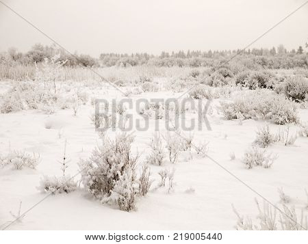 Christmas fairy tale snow scenary. Winter cloudy landscape with snow on the ground and frost on branches of the booshes.
