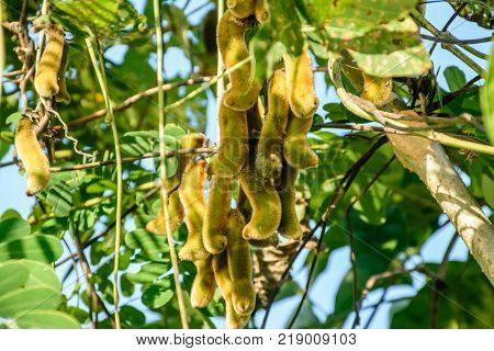 closeup photo of cowhage on the plant