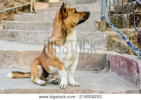 closeup photo of dog that are looking absent mindedly