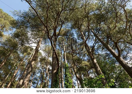 looking up into a stand of trees at Glenveagh National Park, Ireland