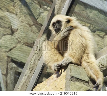 A young lar gibbon ape, Hylobates lar, is sitting on the top of stone wall. A monkey has black snout and brown hair.