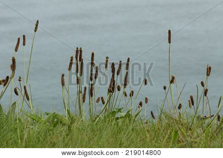 wild grasses on the hills above the northern coast of Northern Ireland at Dunluce Castle