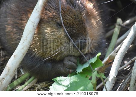 Large wild beaver eating a luch green leaf under tree branches
