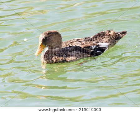duck on the lake in the nature .