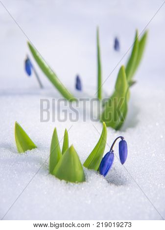Bluebell flowers in the snow. Bluebell, or eastern camass, Scilla, are early flowering plants, and sudden snow can cover them anytime