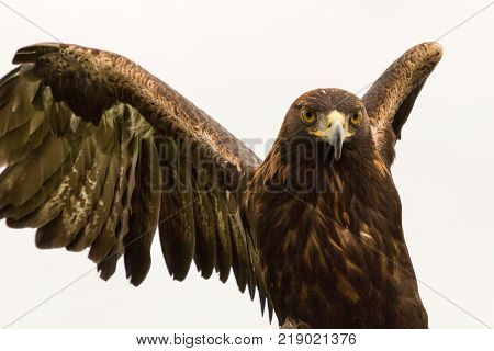 a powerful predatory Harris hawk, a raptor, in Adare, Ireland