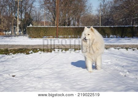 Beautiful white Siberian Samoyed dog in the snow