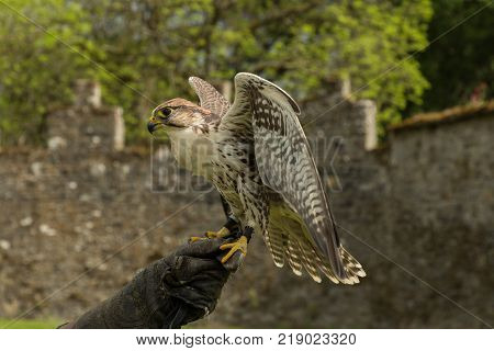 a majestic falcon, a raptor, in Adare, Ireland