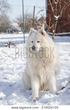 Beautiful white Siberian Samoyed dog in the snow