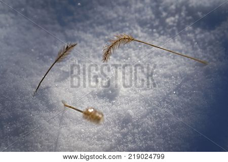 Plant in snow isolated with blured background