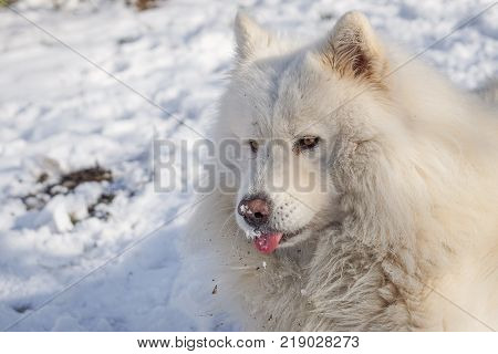 Beautiful white Siberian Samoyed dog in the snow