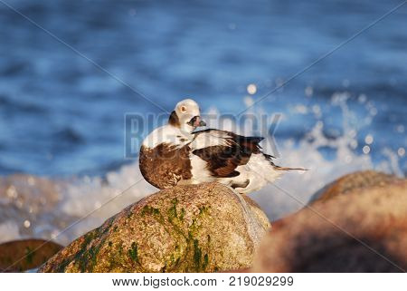 Sea gulls in the sea on top of the water