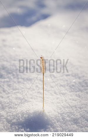 Plant in snow isolated with blured background