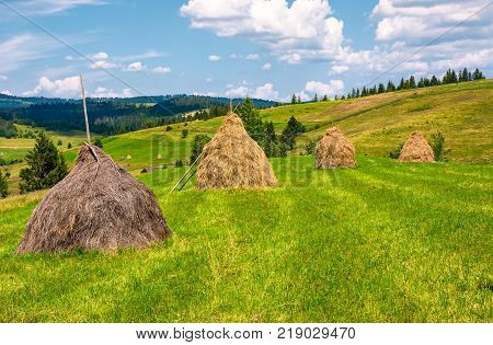 haystacks in a row on a grassy field. beautiful rural scenery in summer. ecologycal agriculture concept.