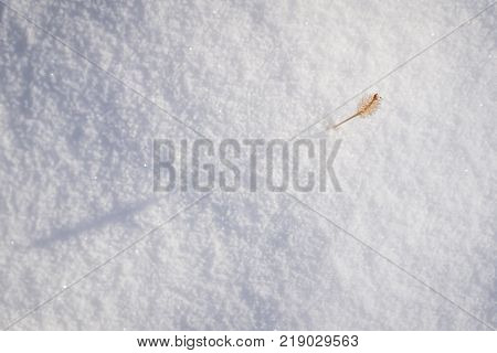 Plant in snow isolated with blured background