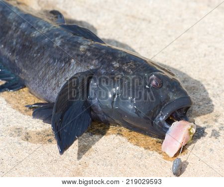 Raw bullhead fish called goby fish on stone.