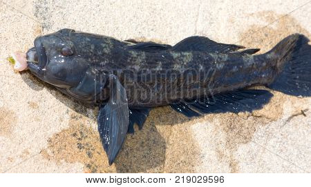 Raw bullhead fish called goby fish on  stone.
