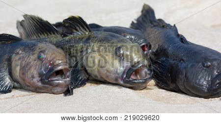 Three caught gobys lying on the stone