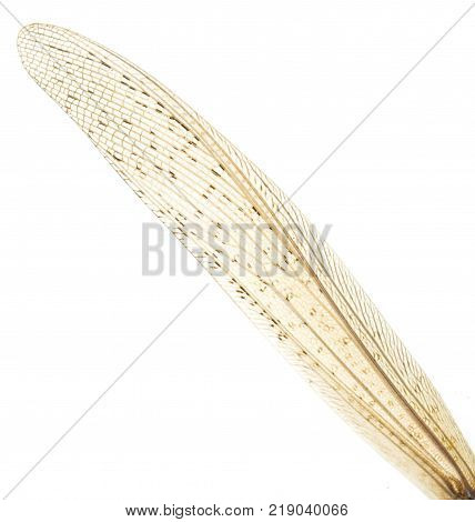 wing grasshopper on a white background . Photos in the studio
