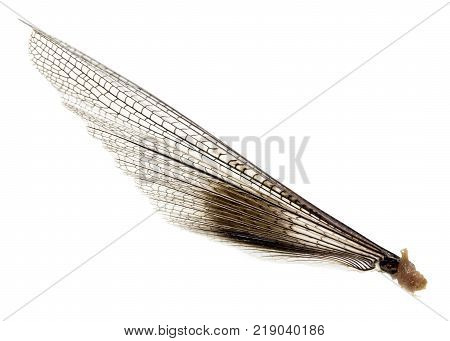 wing grasshopper on a white background . Photos in the studio