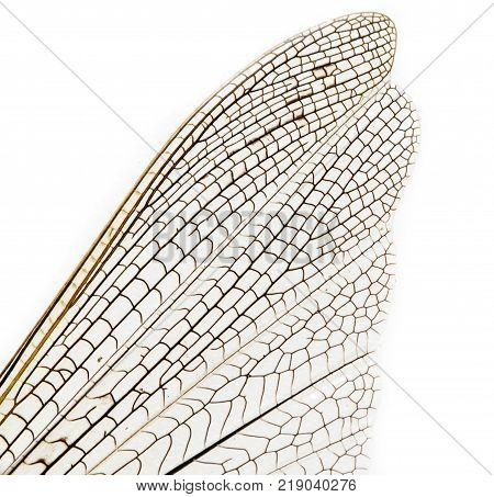 wing grasshopper on a white background . Photos in the studio