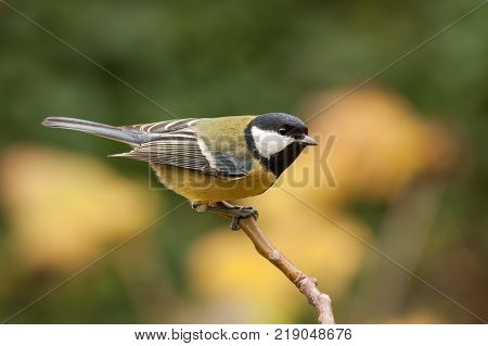 Great tit, Parus major, with autumnal background. Wild bird pearched with yellow bluerred background.