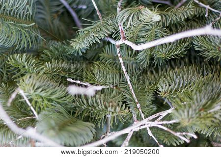 Background from green coniferous branches of fir tree. tropical juniper. Spruce