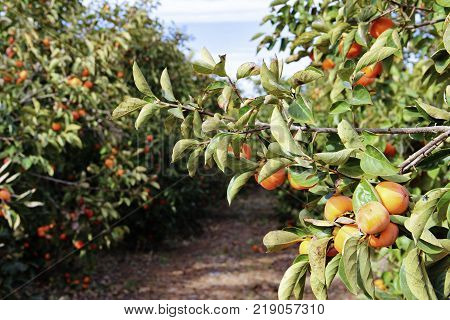 plantation of ripe persimmons in sunny weather, Israel