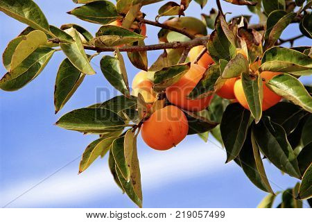 plantation of ripe persimmons in sunny weather, Israel