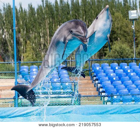 two dolphins jumping in the pool . In the park in nature