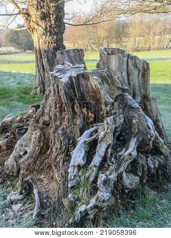 Frosty tree trunk on a bright winter's day. Close up of this winter's day tree trunk with fungi and grass growing in the crevices.
