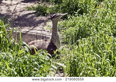 the australian bustard is surrounded by grass