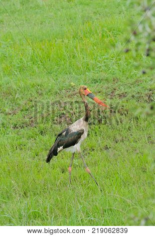 Saddle-billed stork (Ephippiorhynchus senegalensis) in Serengeti National Park