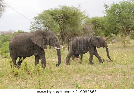 Closeup of African Elephant (scientific name: Loxodonta africana, or 